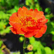 Geum chiloense 'Mrs. Bradshaw': Bild 2/4