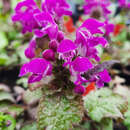 Lamium maculatum 'Purple Dragon' - Taubnessel