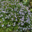 Aster ageratoides 'Adustus Nanus': Bild 3/5