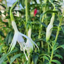 Fuchsia magellanica  'Alba' - Freilandfuchsie