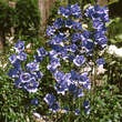 Campanula persicifolia 'Grandiflora Coerulea': Bild 4/6
