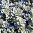 Sedum spathulifolium 'Cape Blanco': Bild 3/5