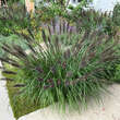 Pennisetum alopecuroides 'Viridescens': Bild 8/9