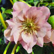Helleborus orientalis 'Double Ellen Pink': Bild 1/2