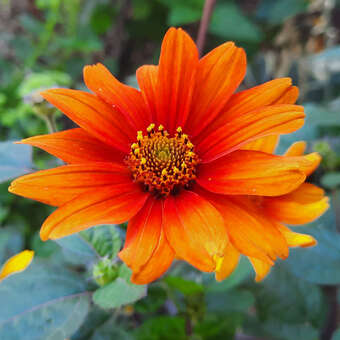 Heliopsis helianthoides 'Bleeding Hearts'