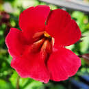 Mimulus cupreus 'Roter Kaiser' - Gauklerblume