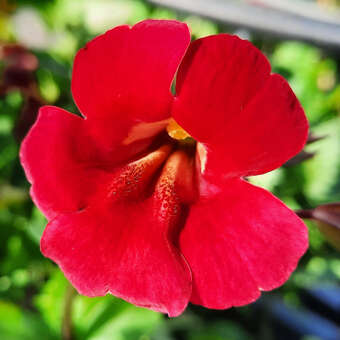 Mimulus cupreus 'Roter Kaiser'