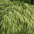 Hakonechloa macra 'Aureola': Bild 3/9