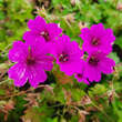 Geranium 'Elworthy Eyecatcher': Bild 1/2