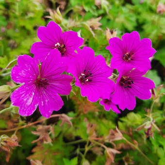 Geranium 'Elworthy Eyecatcher'
