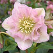 Helleborus orientalis 'Double Ellen Pink': Bild 2/2