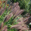 Pennisetum alopecuroides 'Viridescens': Bild 4/9