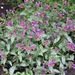 Pulmonaria 'Trevi Fountain': Bild 1/2