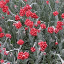 Helichrysum 'Red Jewel' - Strohblume