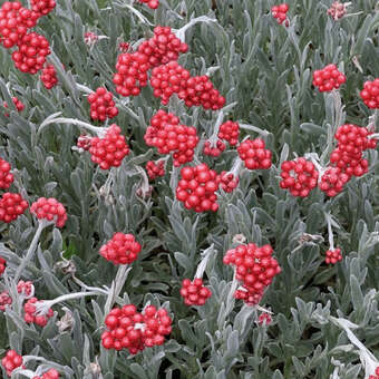Helichrysum 'Red Jewel'