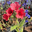 Pulmonaria 'Srimps on the Barbie': Bild 1/2