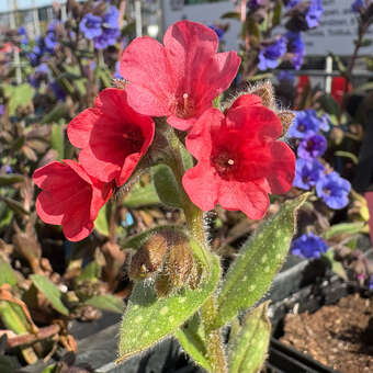 Pulmonaria 'Srimps on the Barbie'