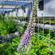 Veronicastrum virginicum 'Fascination': Bild 1/4