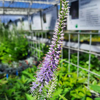 Veronicastrum virginicum 'Fascination'