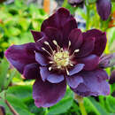 Helleborus orientalis 'Double Ellen Purple' - Schneerose