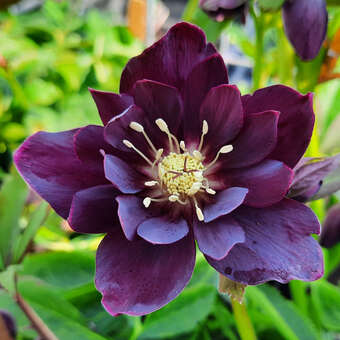 Helleborus orientalis 'Double Ellen Purple'