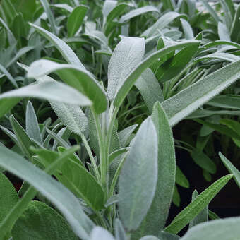 Salvia officinalis 'Extracta'