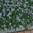 Aster ageratoides 'Adustus Nanus': Bild 4/5