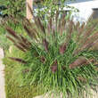 Pennisetum alopecuroides 'Viridescens': Bild 6/9