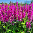 Lythrum salicaria 'Robert': Bild 1/4