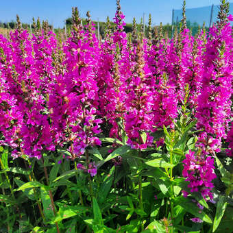 Lythrum salicaria 'Robert'