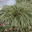 Carex morrowii 'Ice Dance': Bild 3/7