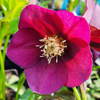 Helleborus orientalis 'Pretty Ellen Red'