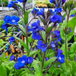 Anchusa azurea: Bild 1/2