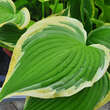 Hosta 'Yellow River': Bild 4/4