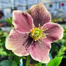 Helleborus orientalis 'Pretty Ellen Spotted' - Schneerose