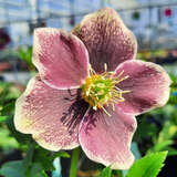 Helleborus orientalis 'Pretty Ellen Spotted' - Schneerose