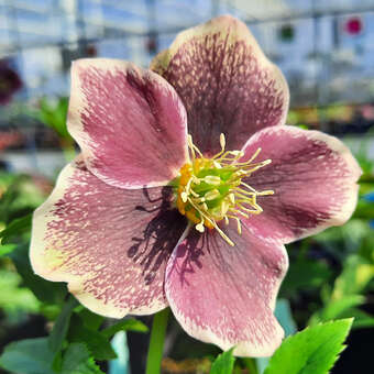 Helleborus orientalis 'Pretty Ellen Spotted'