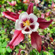 Aquilegia 'Crimson Star': Bild 1/3