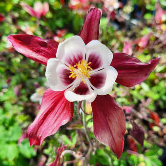 Aquilegia 'Crimson Star'