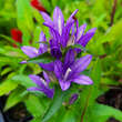Campanula glomerata 'Acaulis': Bild 3/3