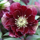 Helleborus orientalis 'Double Ellen Flash' - Schneerose