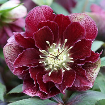 Helleborus orientalis 'Double Ellen Flash'
