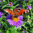 Aster novi-belgii 'Schöne v. Dietlikon': Bild 6/6