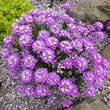 Iberis sempervirens 'Absolutely Amethyst': Bild 2/2