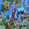 Corydalis flexuosa 'Blue Heron': Bild 2/2
