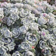 Sedum spathulifolium 'Cape Blanco': Bild 4/5
