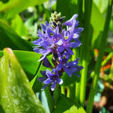 Pontederia cordata - Hechtkraut