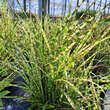 Miscanthus sinensis 'Goldbreeze': Bild 4/4