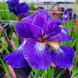 Iris sibirica 'Ruffled Velvet': Bild 1/4