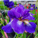 Iris sibirica 'Ruffled Velvet' - Sibirische Schwertlilie